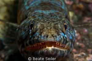 Closeup of a Lizardfish at Alam Batu Housereef taken with... by Beate Seiler 